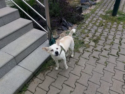 Hledám Tě, paničku !