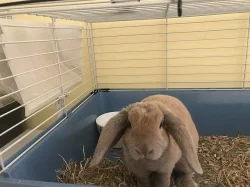 Daruji/Prodám zakrslého králíka - samici + klec