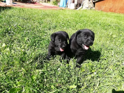 Labradorský retrívr štěně