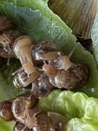 Achatina / africký šnek / oblovka immaculata