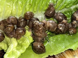 Achatina / africký šnek / oblovka immaculata