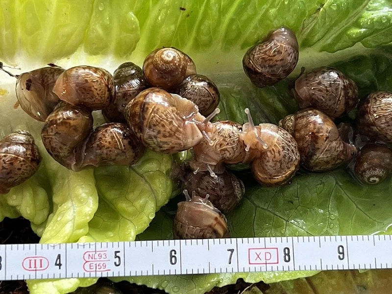 Achatina / africký šnek / oblovka immaculata