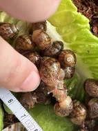 Achatina / africký šnek / oblovka immaculata