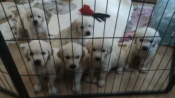 Zlatý retriever s PP