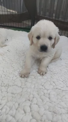 Zlatý retriever s PP