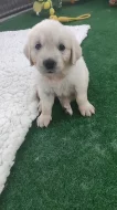 Zlatý retriever s PP