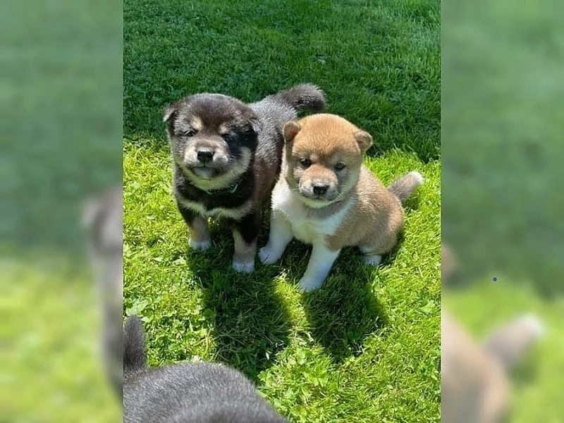 Predam shiba Inu štěňata s pp
