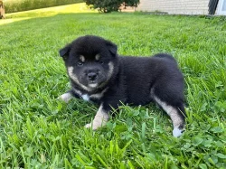 Predam shiba Inu štěňata s pp