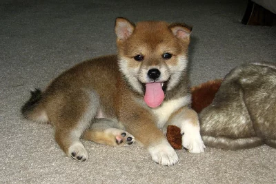 Štěňata Shiba Inu k adopci
