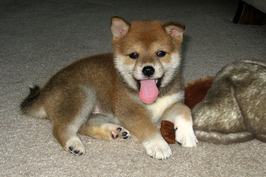 Štěňata Shiba Inu k adopci