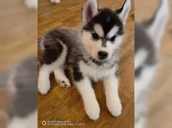 Sibiřský husky Štěňátka s pp