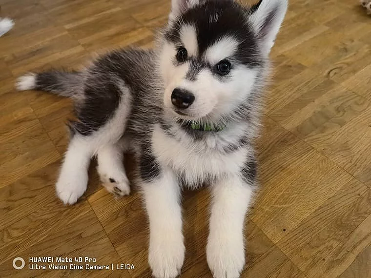Sibiřský husky Štěňátka s pp