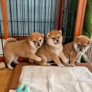 Shiba-inu na prodej