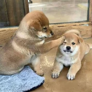 Shiba-inu na prodej