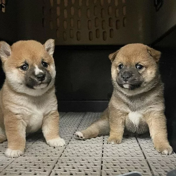 Shiba-inu na prodej