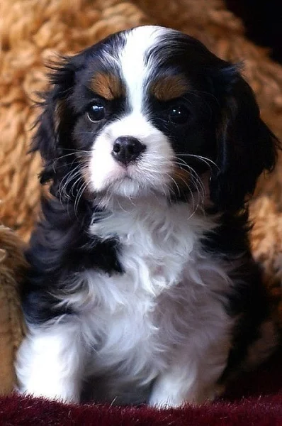 Kavalír King Charles španěl