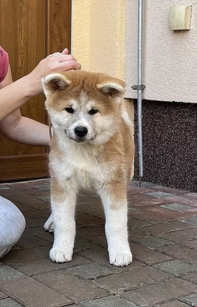 Akita štěně