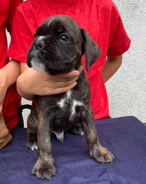 Boxer štěňátka