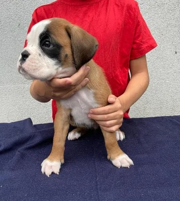Boxer štěňátka
