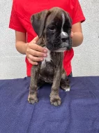 Boxer štěňátka
