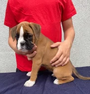 Boxer štěňátka