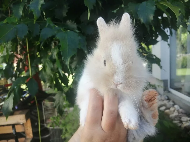 Prodám zakrslé králíčky mláďata