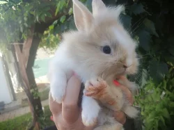 Prodám zakrslé králíčky mláďata