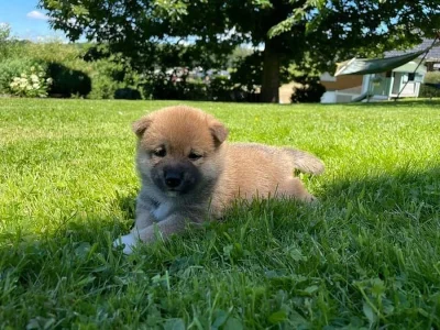 Nádherná Štěňata Shiba-inu