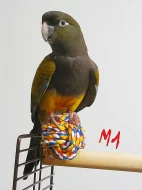 Papoušek patagonský - letošní mláďata