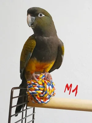 Papoušek patagonský - letošní mláďata