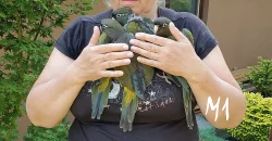 Papoušek patagonský - letošní mláďata