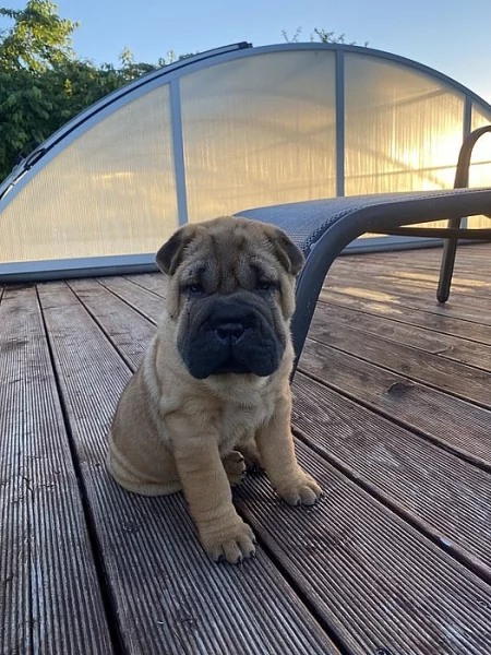 Štěňata Shar-pei s PP