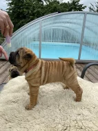 Štěňata Shar-pei s PP