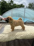 Štěňata Shar-pei s PP