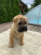 Štěňata Shar-pei s PP