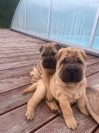 Štěňata Shar-pei s PP