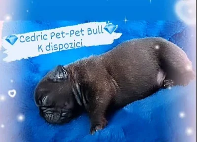 Francouzský buldoček s PP FCI