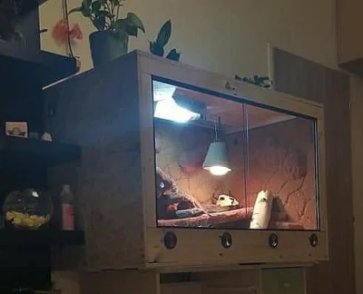 Agama+ velké tararium