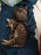 Daruji tři tříměsíční kotarka