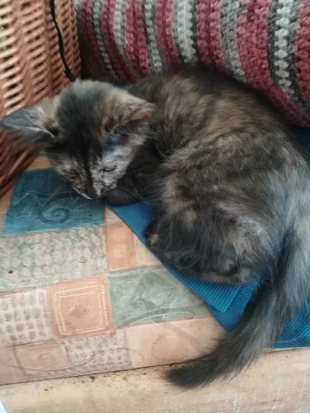 Daruji tři tříměsíční kotarka