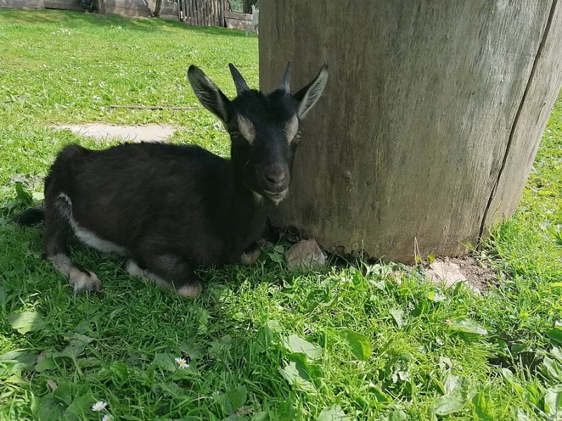 Nabízím dvě kozy a kozlíka do dobrých rukou