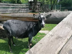 Nabízím dvě kozy a kozlíka do dobrých rukou