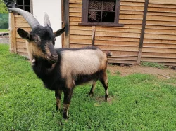 Nabízím dvě kozy a kozlíka do dobrých rukou