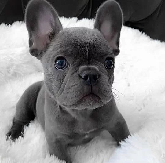 Nabízíme štěně francouzského buldoka