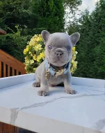 Nabízíme štěně francouzského buldoka