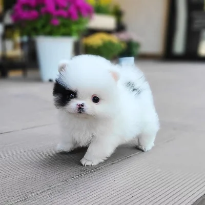 Pomeranian Spitz Štěňata k dispozici