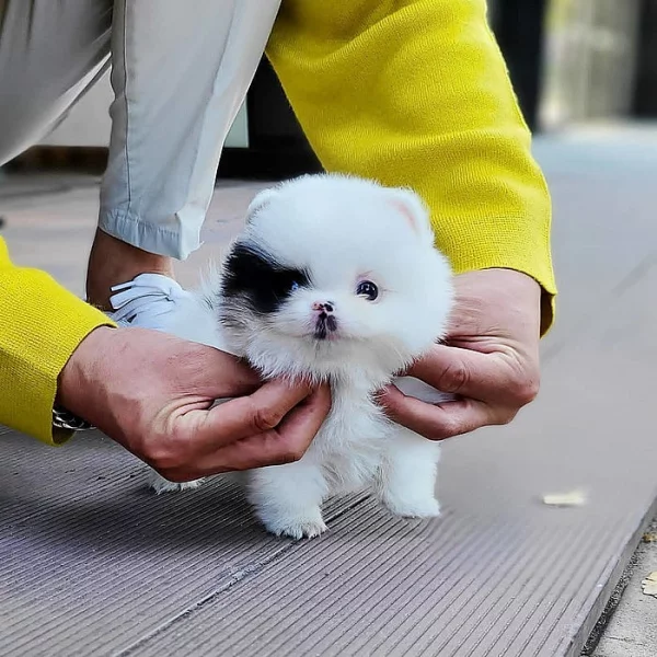 Pomeranian Spitz Štěňata k dispozici