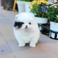 Pomeranian Spitz Štěňata k dispozici