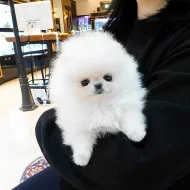 Super rozkošný šálek Pomeranian štěňat