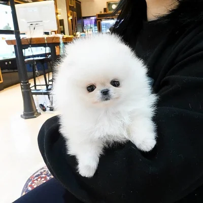 Super rozkošný šálek Pomeranian štěňat